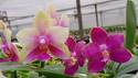 Phal. Zheng Min VultureO